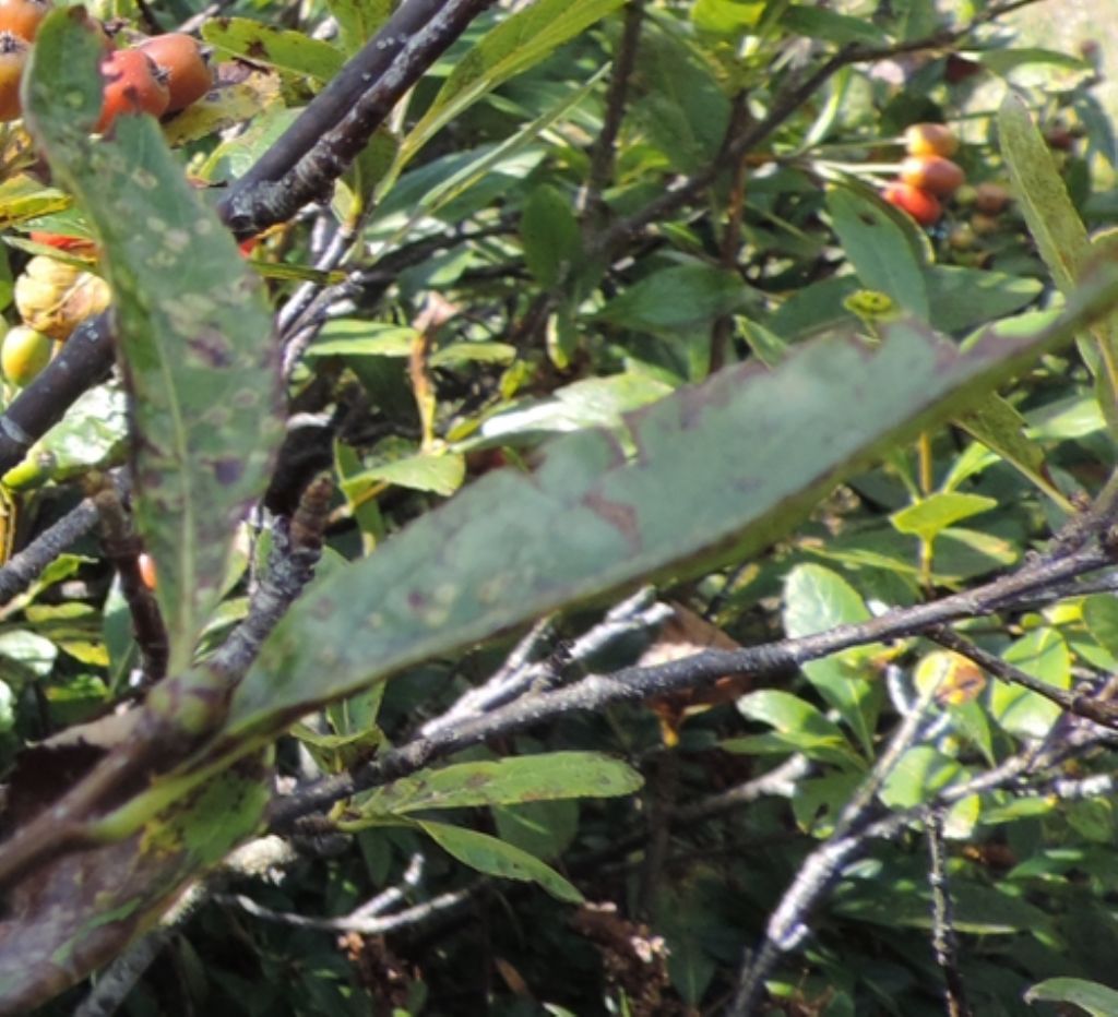 Bacche di Sorbus chamaemespilus /Sorbo alpino (Rosaceae)